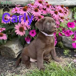 Carly, Chocolate Labrador Retriever Puppy